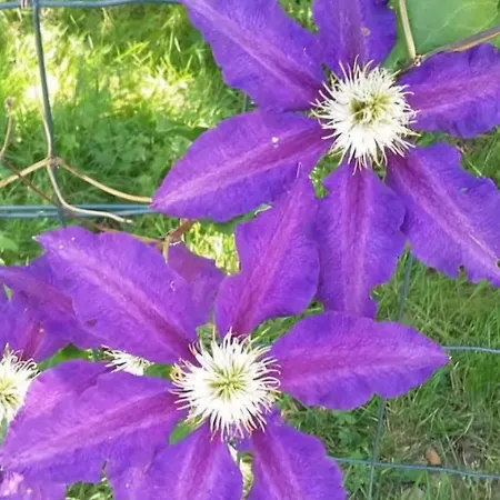 Lo Canto - Piscine & - Pres D'albi Et Cordes * Гайак