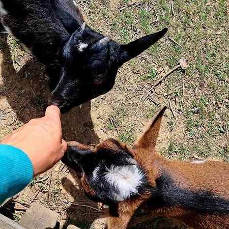 Lo Canto - Piscine & - Pres D'albi Et Cordes