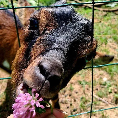 Lo Canto - Piscine & - Pres D'albi Et Cordes Гайак