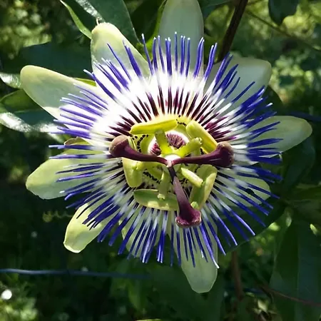 Дом отдыха Lo Canto - Piscine & - Pres D'albi Et Cordes