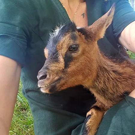 Дом отдыха Lo Canto - Piscine & - Pres D'albi Et Cordes