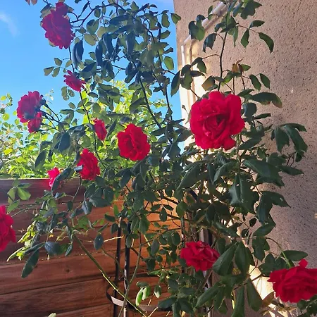 Lo Canto - Piscine & - Pres D'albi Et Cordes * Гайак