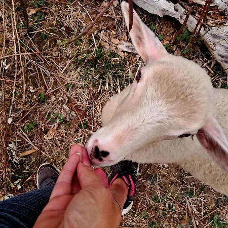Lo Canto - Piscine & - Pres D'albi Et Cordes * Гайак