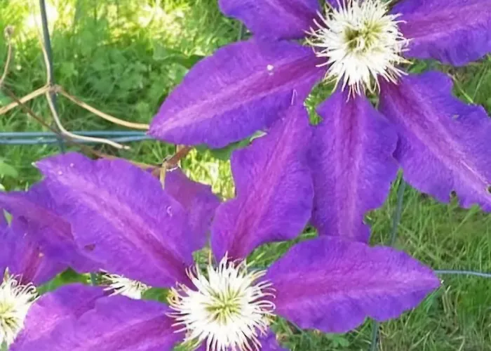 Lo Canto Chai Piscine Vignes Et Mini-ferme * 가이약