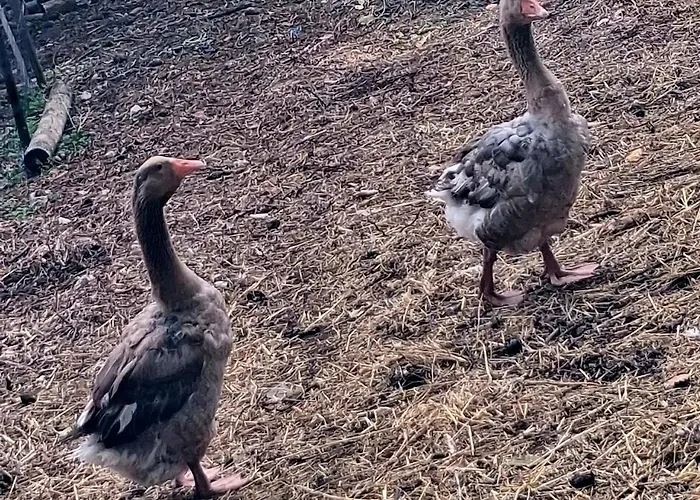 Coup De Cœur - Piscine&vignes - Près D'albi Et Cordes