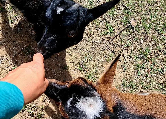 Coup De Cœur - Piscine&vignes - Près D'albi Et Cordes