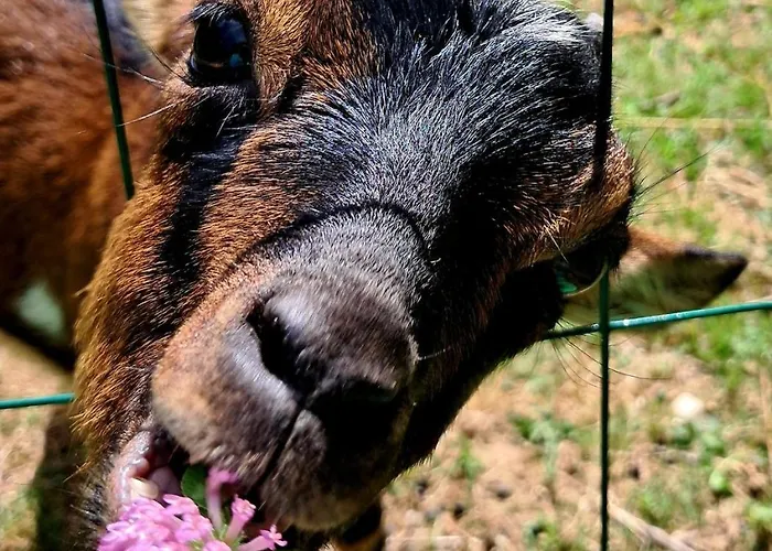 Coup De Cœur - Piscine&vignes - Près D'albi Et Cordes Gaillac