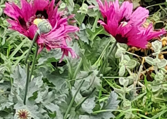 Coup De Cœur - Piscine&vignes - Près D'albi Et Cordes Gaillac