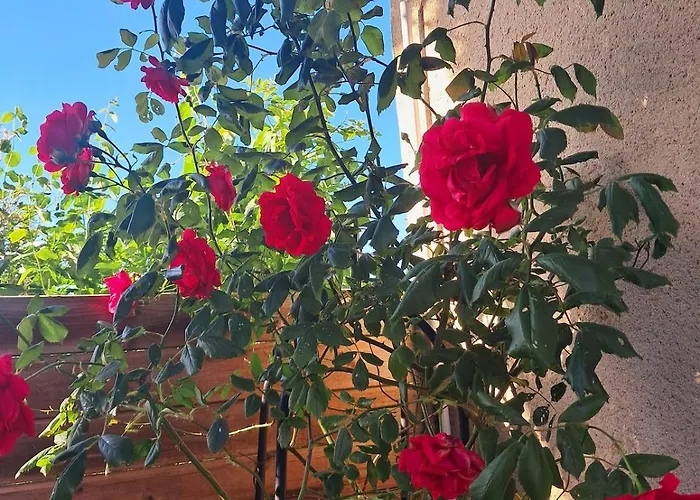 Coup De Cœur - Piscine&vignes - Près D'albi Et Cordes * Gaillac