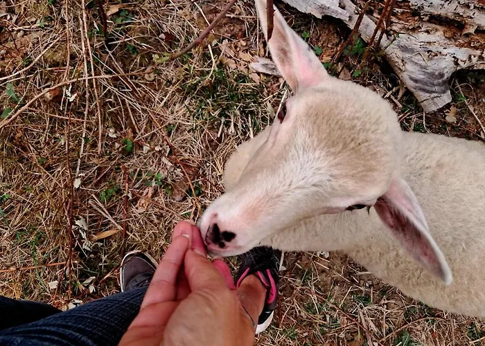 Coup De Cœur - Piscine&vignes - Près D'albi Et Cordes * Gaillac